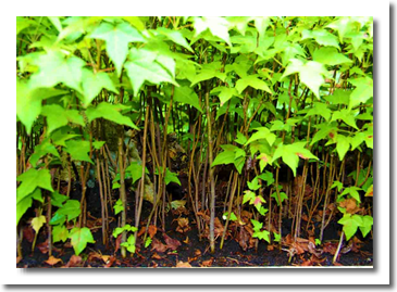 DAPACU MINIATURE FORESTS  Mini Bosques